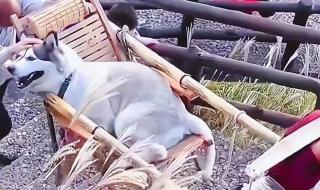 景区回应女子雇轿子抬狗上山
