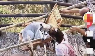 景区回应女子雇轿子抬狗上山