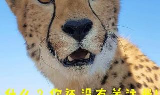 大象怀孕多久才会生出来